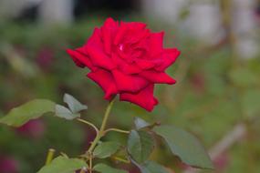 red Rose Flower Bloom at nature
