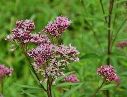 plant with dark pink inflorescences on a blurred background