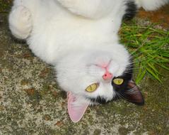 cat with light green eyes in the garden close up