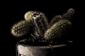 cactus in a flower pot in the dark close up