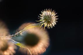 Flower Sun at Summer