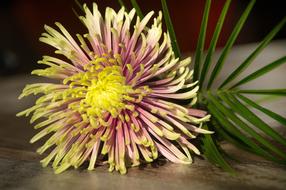 Star Flower Blossom Bloom