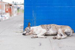 sleeping dog near the building