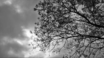 Wood Trees at grey cloudy sky