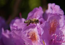 Bee on Purple Rhododendrons flowers