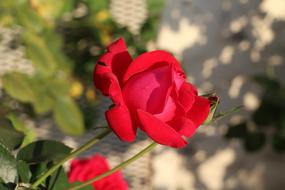 red rose, garden fence