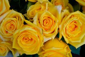 Yellow Roses Flowers natural bouquet