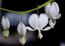 white Bleeding Heart Flowers Blossom