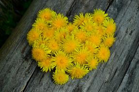 Dandelion Heart yellow Flowers