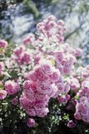 bush with small blooming roses in the garden