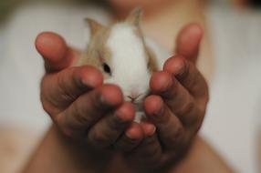 Rabbit Small Bunny in hands