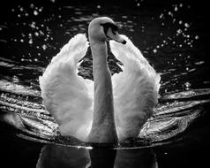 white swan on a pond in black and white background