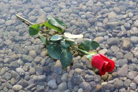 Red Rose flower On Ice Frozen Lake