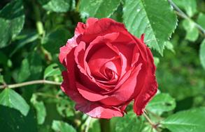 Rose Red Flower and green leaf