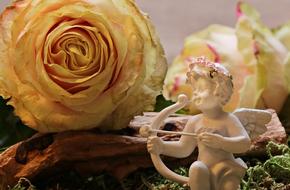 Rose Floribunda Blossom decorations