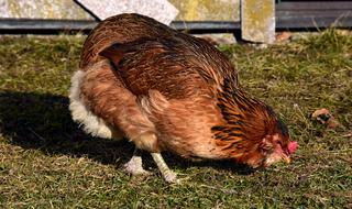 brown hen nibbles grass