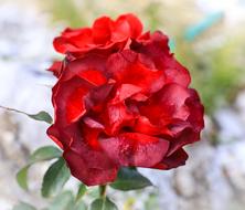 rose with red petals on a blurred background