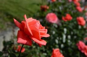 Red Rose with Green leaves at Garden