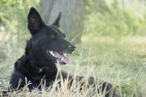 Animal Dog Grass