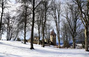 Winter Snowy Trees and gothic architecture