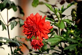 Red poppy Flower at Nature