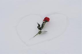 Close-up of the beautiful, red rose on the stem with green leaves, on the heart shape in snow