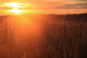 sunset over the field at dusk