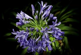 Natural purple Flowers Plants