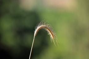 Wheat ear in nature on blurred background