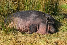 Domestic Pig on Livestock