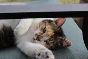 relaxed cat lies on the bedspread