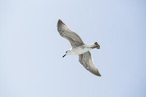 gray seagull against blue sky