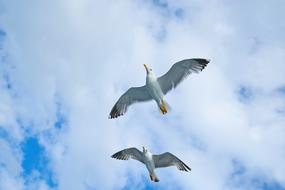 two seagulls on a background of clouds