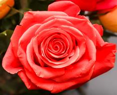 Rose Petal Flower