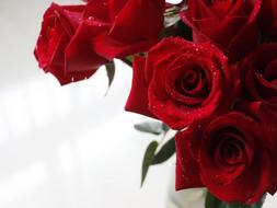 Rose Red Valentine