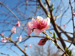 Close-up of the beautiful and colorful, blossoming flowers on the branches, in sunlight, under the blue sky