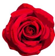 red rose, valentineâs day greeting, drawing