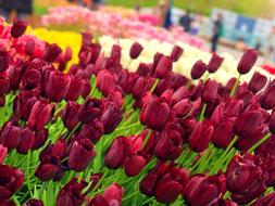 tulips of different colors on a flower bed on a blurred background