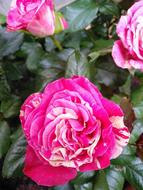 Rose Flowers Petals
