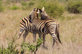 love of two zebras in the nature of south africa