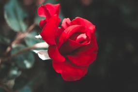 red rose in nature on a blurred background