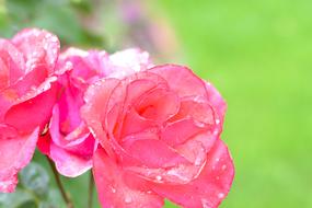 pink rose in nature on a blurred background