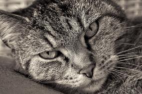 Cat Animal head sepia