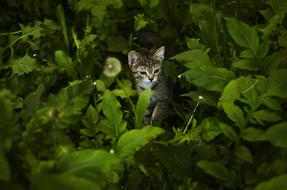 Cute Cat Animal in grass