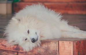 fluffy white dog lies on the wooden floor