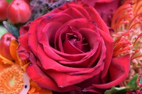 Red rose among Flowers close up