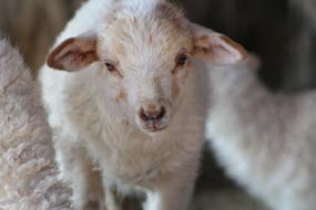 Little Sheep on Farm