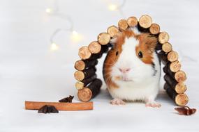 guinea pig at a photo shoot