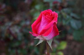 rose bud in nature on a blurred background