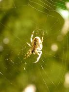 Close-up of the spider on the web, in light, among the plants